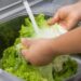 A person washing lettuce under running water.