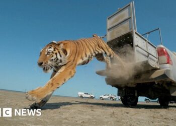 Tiger jumping from a cage on the back of a vehicle