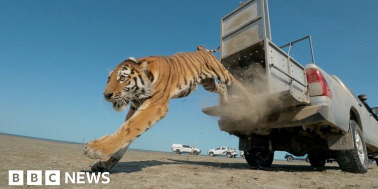 Tiger jumping from a cage on the back of a vehicle