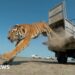 Tiger jumping from a cage on the back of a vehicle