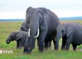 Four elephants grazing in Amboseli National Park