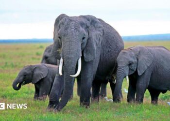 Four elephants grazing in Amboseli National Park
