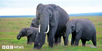 Four elephants grazing in Amboseli National Park