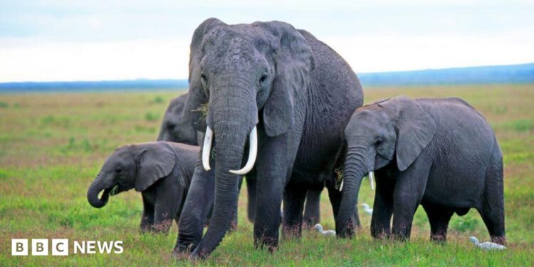 Four elephants grazing in Amboseli National Park