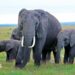 Four elephants grazing in Amboseli National Park