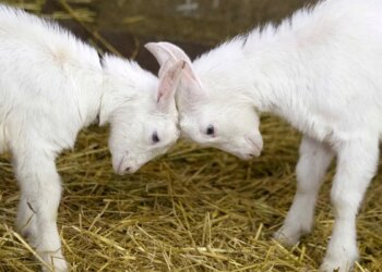 Baby goats
