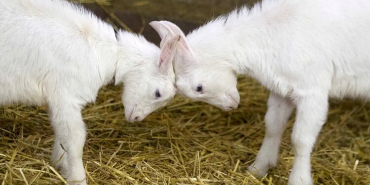 Baby goats