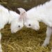 Baby goats