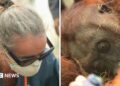 Left, a woman in a surgical mask and sunglasses. Right, an orangutan lies dazed on the ground.