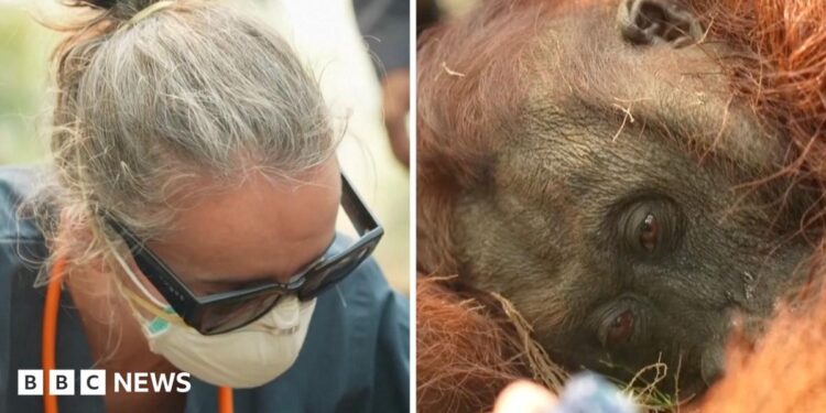 Left, a woman in a surgical mask and sunglasses. Right, an orangutan lies dazed on the ground.