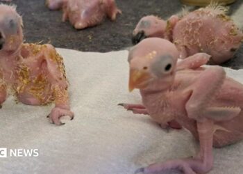 Three chicks and one partial chick at the top of the image. They are without feathers