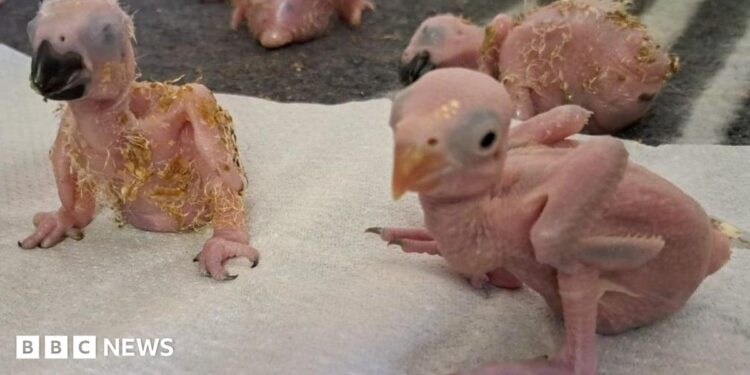 Three chicks and one partial chick at the top of the image. They are without feathers