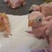 Three chicks and one partial chick at the top of the image. They are without feathers
