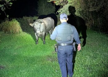 Deputies work to corral a loose bull