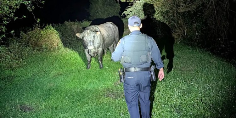 Deputies work to corral a loose bull