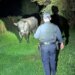 Deputies work to corral a loose bull
