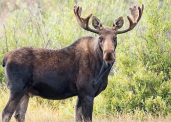 A large moose in the wild.