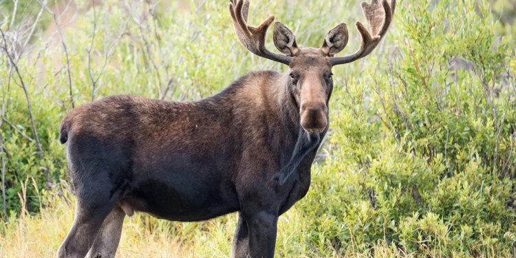 A large moose in the wild.