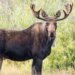 A large moose in the wild.