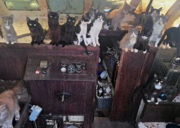 Tacoma police rescued 60 cats and kittens from a 40-foot sailboat anchored off Owens Beach