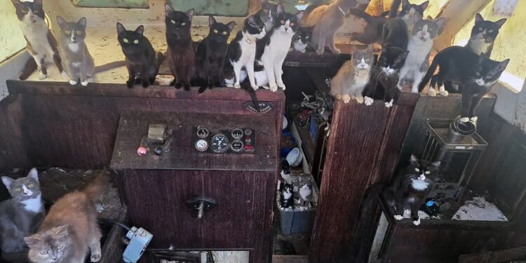 Tacoma police rescued 60 cats and kittens from a 40-foot sailboat anchored off Owens Beach