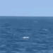 Romanian naval forces destroy two suspected Russian Gerbera drones over the Black Sea
