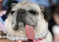 Jinny Lu, a pug in the dog pin with her owner, Michelle Grady before winning Second Place in the 2025 World's Ugliest Dog Contest at the Sonoma County Fair in Santa Rosa, California, USA, 08 August 2025.