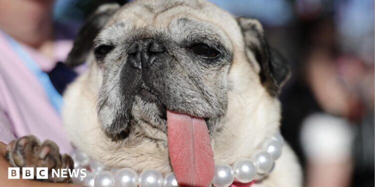 Jinny Lu, a pug in the dog pin with her owner, Michelle Grady before winning Second Place in the 2025 World's Ugliest Dog Contest at the Sonoma County Fair in Santa Rosa, California, USA, 08 August 2025.