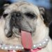 Jinny Lu, a pug in the dog pin with her owner, Michelle Grady before winning Second Place in the 2025 World's Ugliest Dog Contest at the Sonoma County Fair in Santa Rosa, California, USA, 08 August 2025.