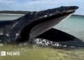 A humpback whale in a close up stranded in shallow water.