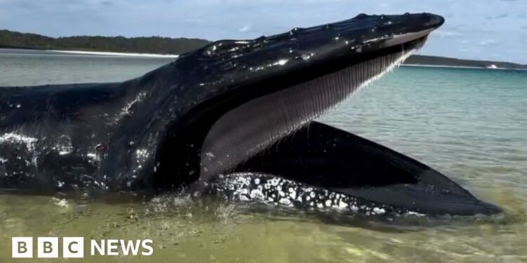 A humpback whale in a close up stranded in shallow water.