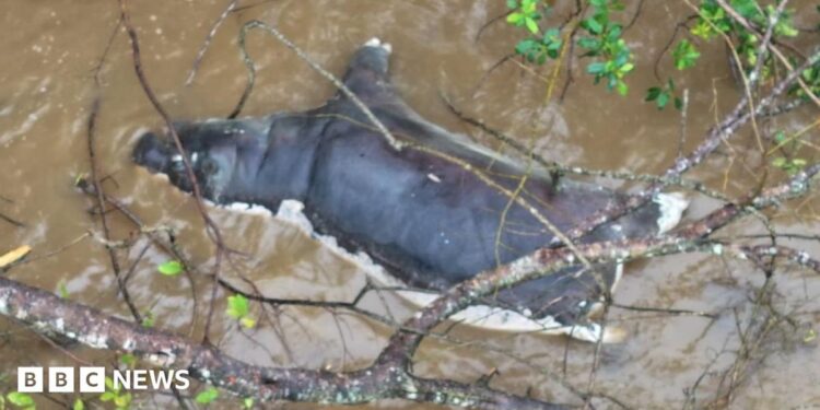 A hippo that died of anthrax floating in a pool of water in Virunga in neighbouring DR Congo