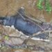 A hippo that died of anthrax floating in a pool of water in Virunga in neighbouring DR Congo