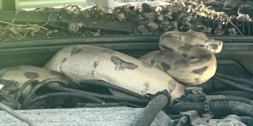 Snake