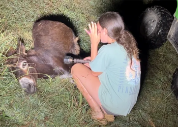 A donkey named HeeHaw