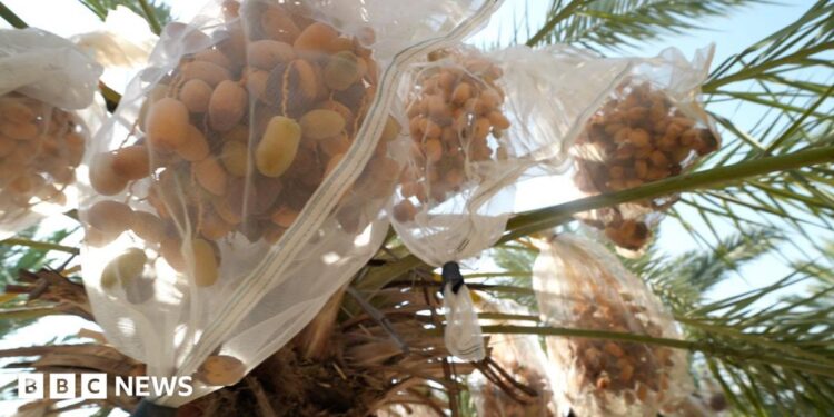 Dates on an date palm at an Israeli settler farm in the Jordan Valley, in the occupied West Bank