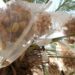 Dates on an date palm at an Israeli settler farm in the Jordan Valley, in the occupied West Bank