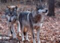 Two Mexican wolves named Valentia and Diego walk inside a cage at a Wolf Conservation Center on December 6, 2020 in South Salem, New York