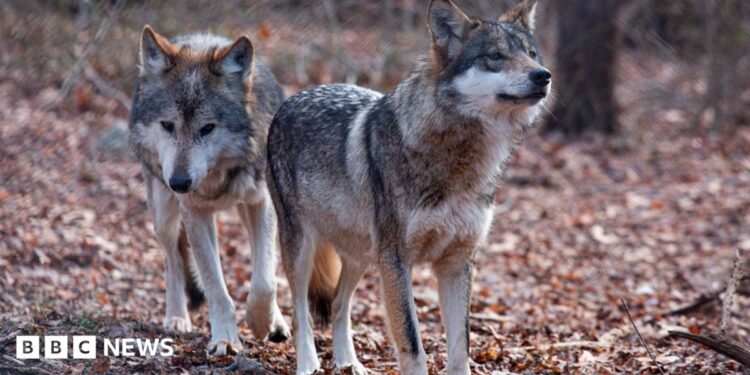 Two Mexican wolves named Valentia and Diego walk inside a cage at a Wolf Conservation Center on December 6, 2020 in South Salem, New York