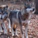 Two Mexican wolves named Valentia and Diego walk inside a cage at a Wolf Conservation Center on December 6, 2020 in South Salem, New York