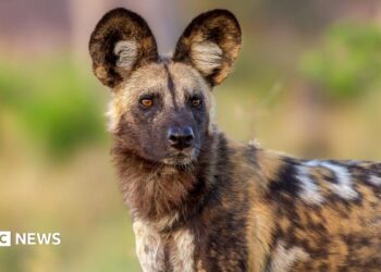 Close-up of an African wild dog looking into the distance, showing its large, rounded ears and speckled tan, black and white fur.