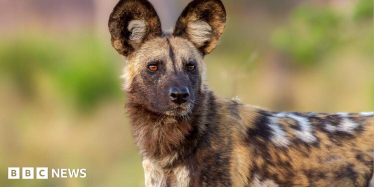Close-up of an African wild dog looking into the distance, showing its large, rounded ears and speckled tan, black and white fur.