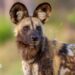 Close-up of an African wild dog looking into the distance, showing its large, rounded ears and speckled tan, black and white fur.